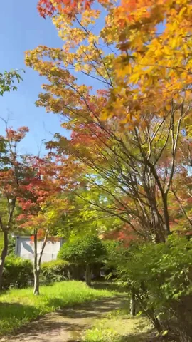 Ngắm những đợt lá đầu tiên chuyển vàng tại Hàn Quốc