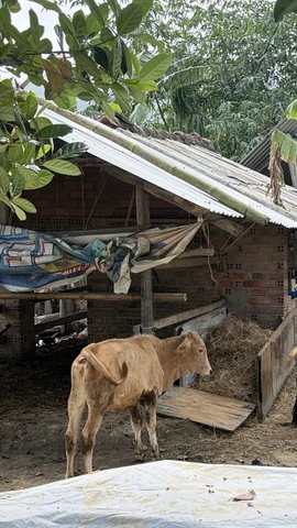 Nhiều hộ dân tại xã Hòa Thịnh nỗ lực tái đàn gia súc sau mưa lũ. (Ảnh: Tường Quân/TTXVN)