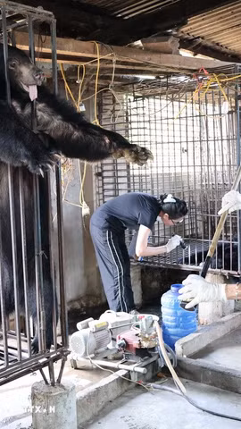 Hai cá thể được cứu hộ đều là gấu ngựa cái (Ursus thibetanus), trên 20 năm tuổi, mỗi cá thể nặng khoảng 90kg và đã được gắn chip quản lý từ năm 2005. (Ảnh: TTXVN phát)
