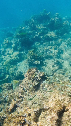Rạn san hô Great Barrier tại Queensland, Australia. (Nguồn: THX/TTXVN)