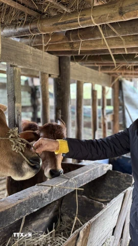 Các địa phương ở tỉnh Cao Bằng đã chủ động triển khai công tác tuyên truyền, hướng dẫn người dân che chắn chuồng trại, dự trữ thức ăn cho đàn vật nuôi. (Ảnh: Chu Hiệu/TTXVN)