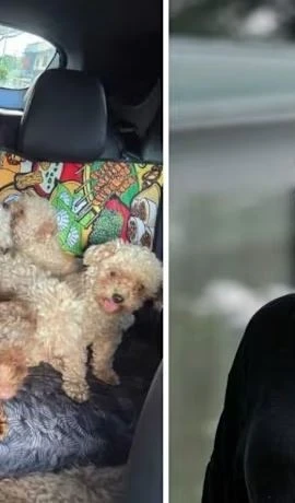 Bà Moss không có giấy phép và không thực hiện gắn chip nhận dạng cho đàn chó. (Nguồn: CNA)