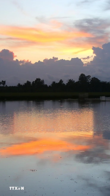 Bình yên trên những cánh đồng chớm lũ ở Cần Thơ