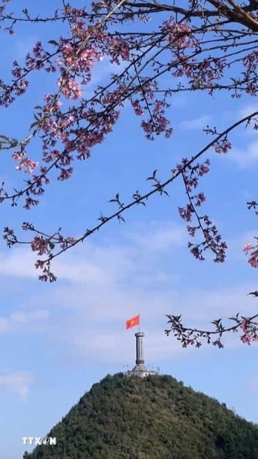 Hoa mai anh đào nở rộ tại Lũng Cú