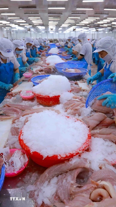 Dây chuyền chế biến thủy sản xuất khẩu. (Ảnh: Vũ Sinh/TTXVN)