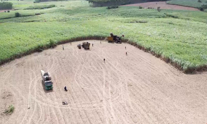 Những cánh đồng mía vùng Đông Trường Sơn được cơ giới hóa từ khâu trồng đến khâu thu hoạch. (Ảnh: TTXVN phát)