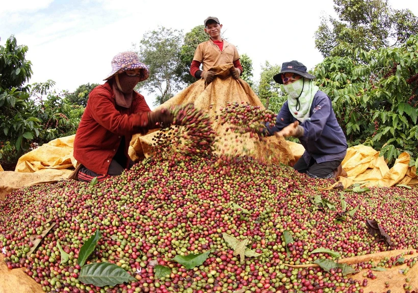 Thu hoạch càphê ở Gia Lai. (Ảnh: Vũ Sinh/TTXVN)