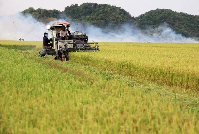 Thu hoạch lúa gạo. (Ảnh: Hồng Đạt/TTXVN)