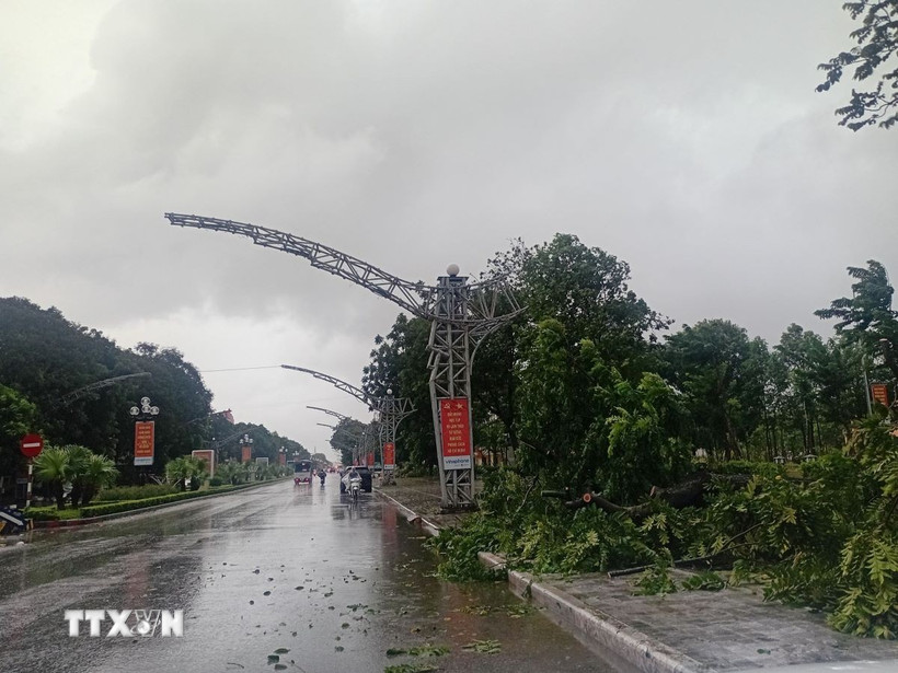 Mưa bão làm nhiều cây xanh bị đỗ gãy tại phường Hạc Thành, tỉnh Thanh Hóa. (Ảnh: Nguyễn Nam/TTXVN)
