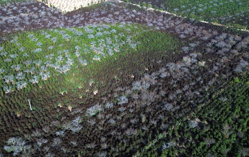 Một phần diện tích cây càphê của nhân dân tại bản Muông Yên, xã Chiềng Cọ, thành phố Sơn La bị thiệt hại do sương muối. (Ảnh: Quang Quyết/TTXVN)