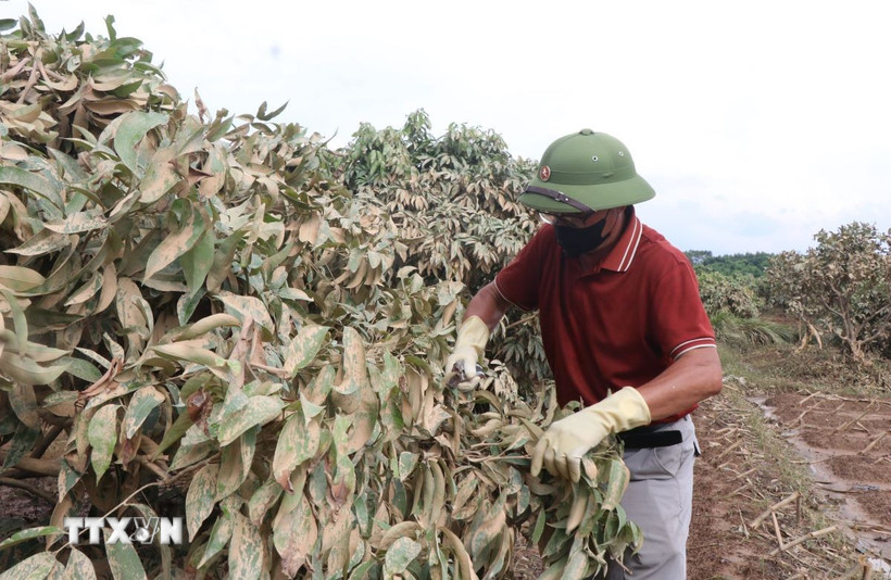 Nông dân xã Phúc Hòa, tỉnh Bắc Ninh, tỉa cành, làm sạch lá của cây vải với mong ước sẽ cứu được cây sau gần 10 ngày nước ngập. (Ảnh: Thanh Thương/TTXVN)