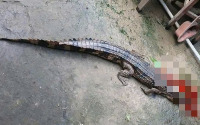 Con cá sấu do ông T. nuôi nhốt bị xổng chuồng cắn người bị thương. (Nguồn: Công an Nhân dân)