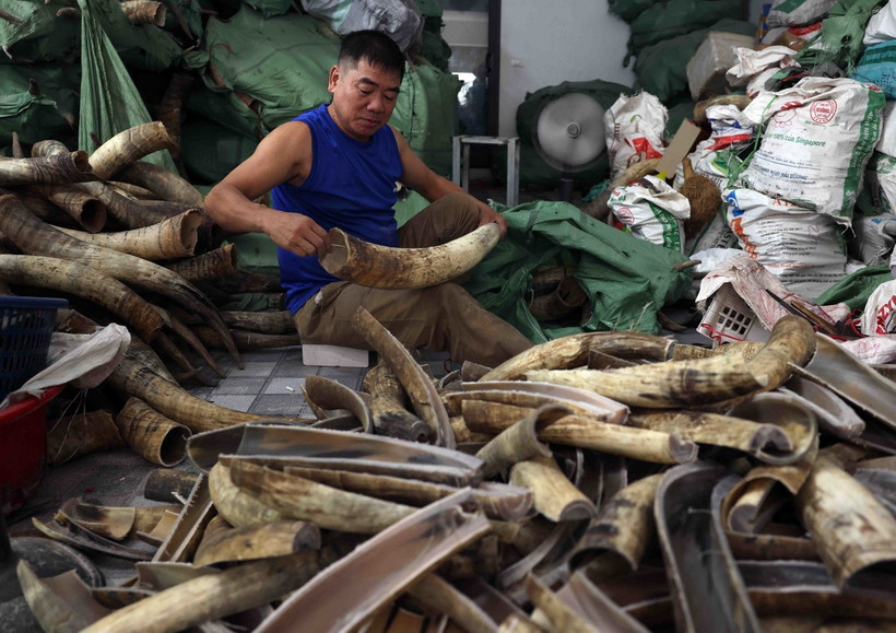 Sản xuất hàng thủ công mỹ nghệ từ xương-sừng ở huyện Thường Tín. (Ảnh: Vũ Sinh/TTXVN)