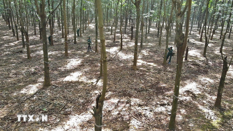 Nông trường cao su. (Nguồn: TTXVN)