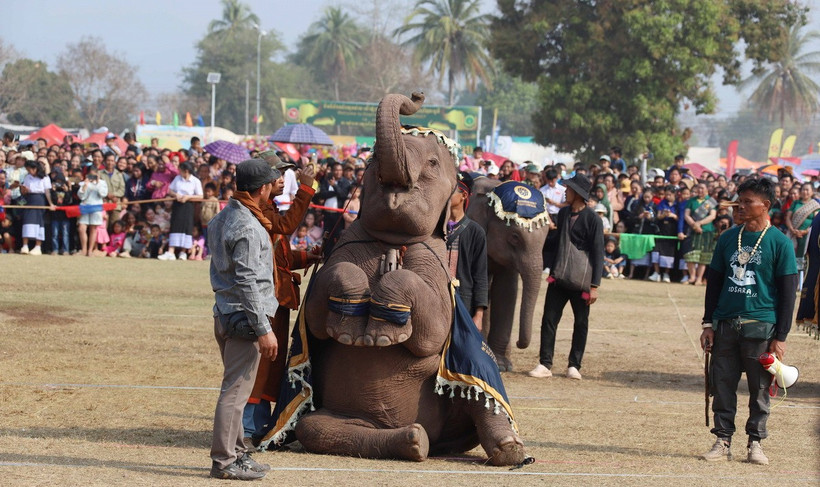 Tiết mục biểu diễn ngộ nghĩnh, trẻ thơ của chú voi 4 năm tuổi. (Ảnh: Xuân Tú/TTXVN)