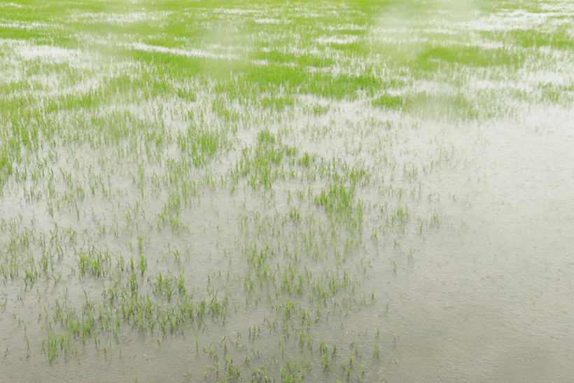 Lúa Hè Thu 2025 ở huyện Triệu Phong (Quảng Trị) bị ngập do mưa lớn. (Ảnh: Nguyên Lý/TTXVN)