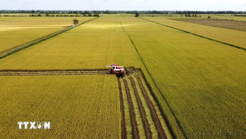 Thu hoạch diện tích thí điểm thực hiện Đề án sản xuất lúa chất lượng cao, phát thải thấp. (Ảnh: Nhựt An/TTXVN)