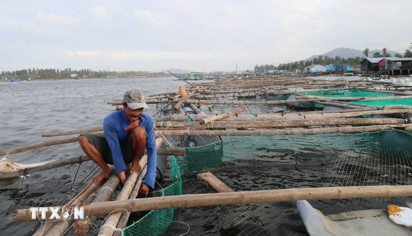 Người nuôi trồng hải sản trong đầm Cù Mông (tỉnh Đắk Lắk) nỗ lực làm lại lồng, bè nuôi vừa nuôi lại số ít cá còn sót lại sau bão, vừa chuẩn bị cho vụ nuôi mới. (Ảnh: Hải Âu-Kha Phạm/TTXVN)