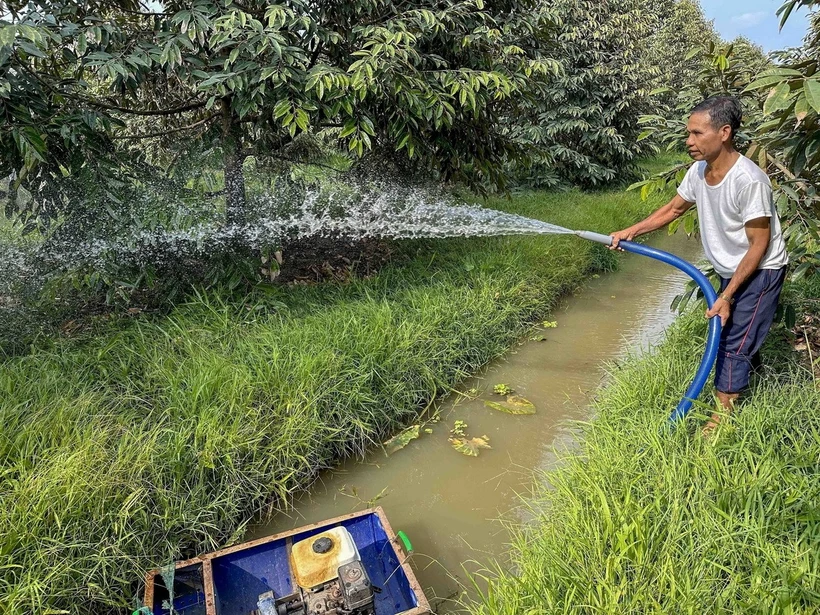 Nông dân xã Vĩnh Bình Bắc, huyện Gò Quao chăm sóc vườn sầu riêng sau khi hệ thống thủy lợi của tỉnh Kiên Giang dần khép kín giúp ngăn mặn, bảo vệ vùng ngọt vào mùa khô. (Ảnh: Thanh Liêm/TTXVN)