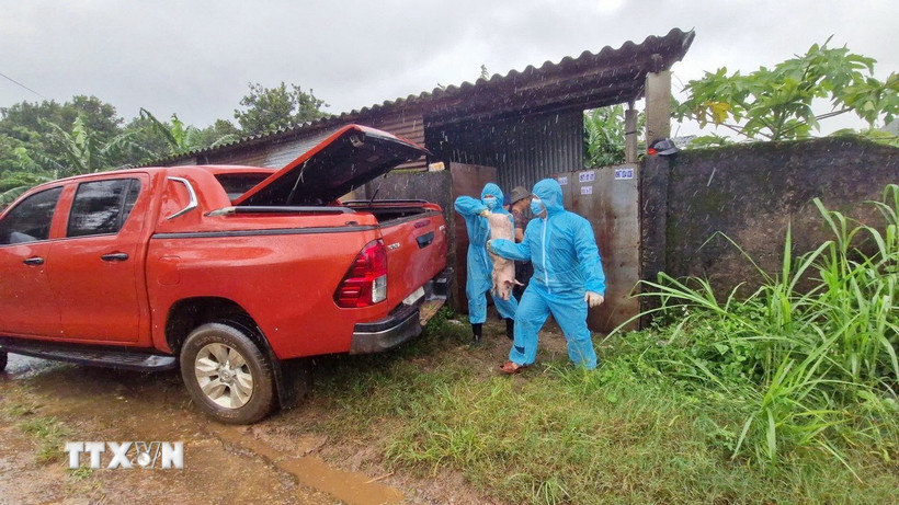 Chính quyền địa phương tổ chức đưa số lợn con của trang trại ông Ng.V.Th đi tiêu hủy. (Ảnh: TTXVN phát)