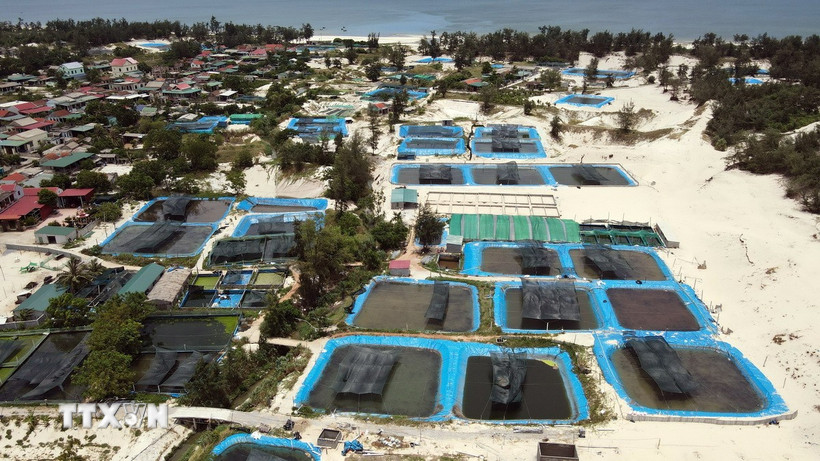 Vùng cát ven biển thôn Bắc Hòa và Tân Hải, xã Cam Hồng chi chít những ao hồ nhân tạo, bao quanh bởi các mương thoát nước đen ngòm, bốc mùi hôi thối nồng nặc. (Ảnh: Nguyên Linh/TTXVN)