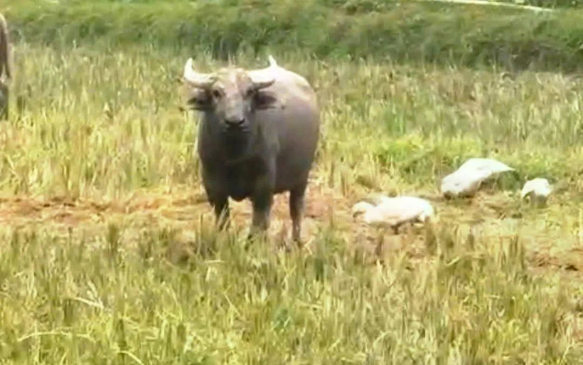 Con trâu lạ tấn công người dân. (Nguồn: VTV)