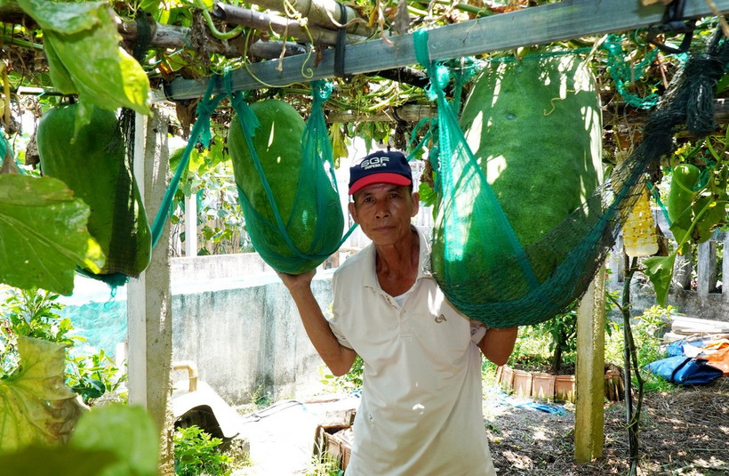 Ông Lê Bá Biên ở thôn Chánh Trạch 2, xã Mỹ Thọ, huyện Phù Mỹ kiểm tra vườn bí trước khi xuất bán. (Ảnh: Lê Phước Ngọc/TTXVN)