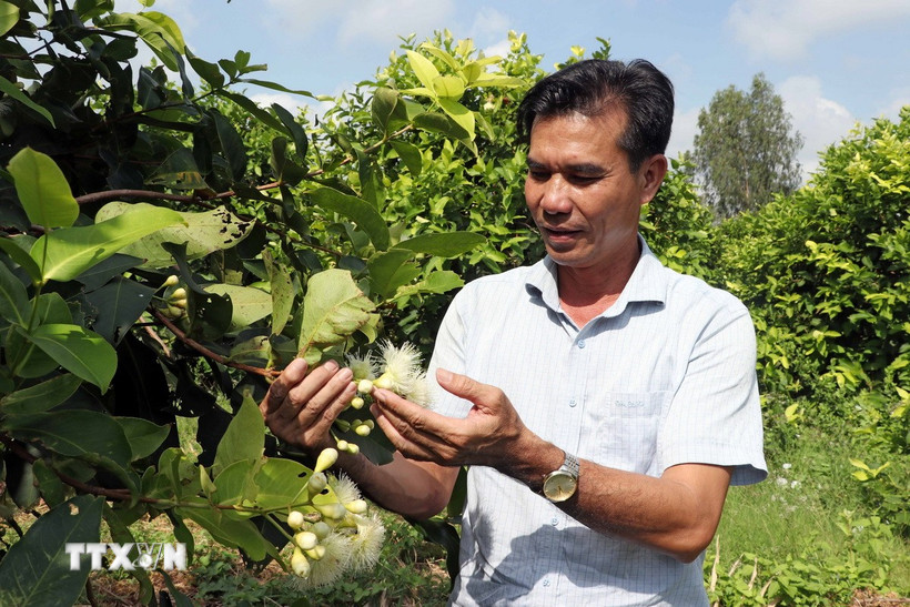 Ông Trần Văn Phục giới thiệu về giống mận (roi) Sân Tiên do chính ông lai tạo. (Ảnh: Trung Kiên/TTXVN)