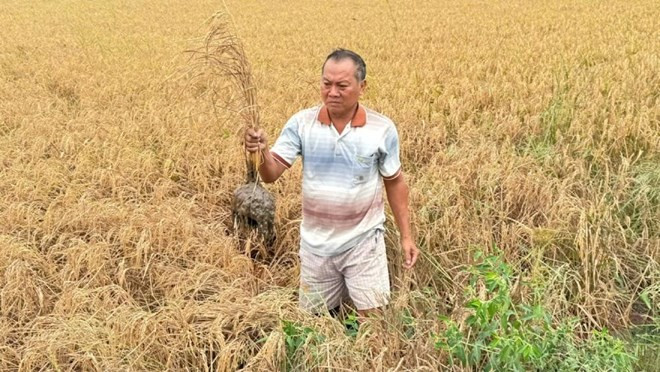 Khu vực lúa chết bất thường cạnh cao tốc Cần Thơ-Cà Mau. (Nguồn: Lao Động)