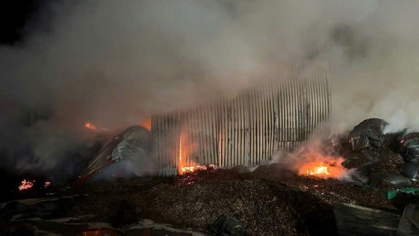 Xưởng quế của gia đình ông Nguyễn Công Hoan rộng gần 1ha. (Ảnh: TTXVN phát)