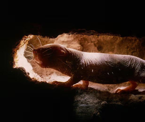 Loài chuột dũi trụi lông. (Nguồn: Minden Pictures)