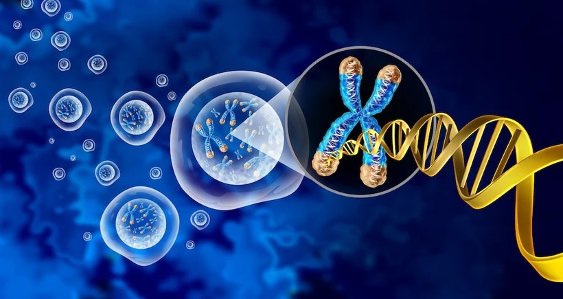 Telomere giúp loại bỏ các tế bào bị tổn thương nhiễm sắc thể trước khi chúng có thể phân chia không kiểm soát. (Nguồn: Cancer World)