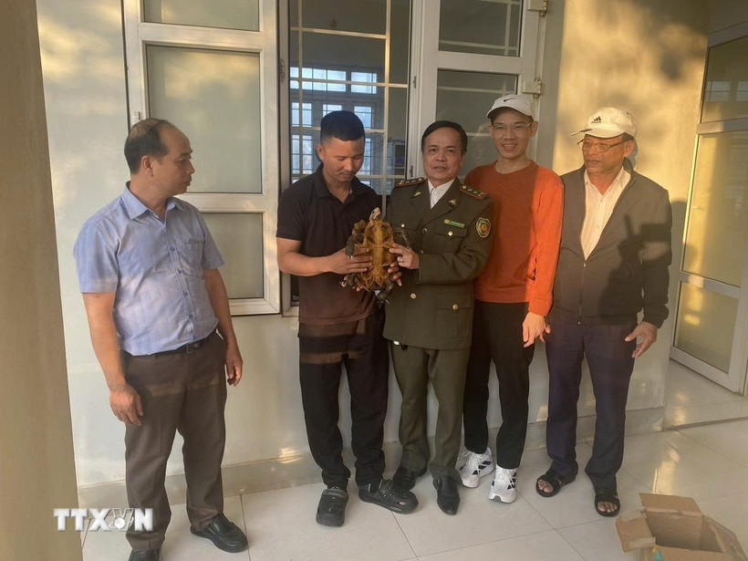 Các lực lượng chức năng tiếp nhận cá thể rùa núi viền thuộc nhóm nguy cấp, quý hiếm từ người dân. (Ảnh: TTXVN phát)