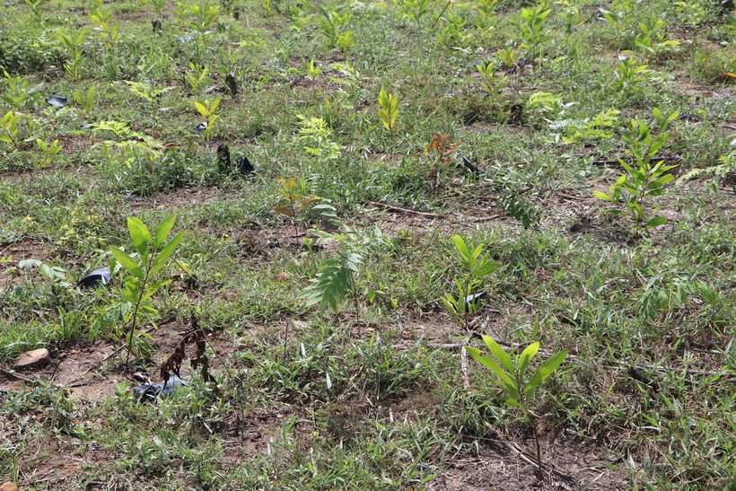 Cây keo trồng xen huỳnh đàn với mật độ cao. (Ảnh: Đinh Hương/TTXVN)