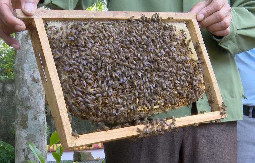 Nuôi ong. (Ảnh: Xuân Tiến/TTXVN)