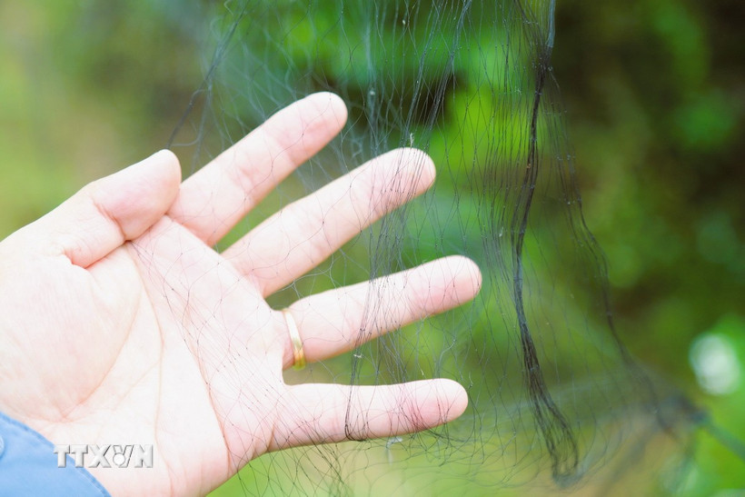 Tây Ninh: Xử lý nhóm người tổ chức giăng lưới bẫy chim én trong đêm Lưới bẫy chim. (Ảnh minh họa. Nguồn: TTXVN)