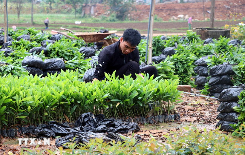 Người dân Tuyên Quang chuẩn bị cây giống cho vụ trồng rừng. (Nguồn: TTXVN)