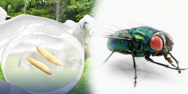 Bệnh Myiasis không lây từ người sang người mà xảy ra khi ruồi trưởng thành đẻ trứng vào vết thương hở. (Nguồn: Gobierno de Guatemala)