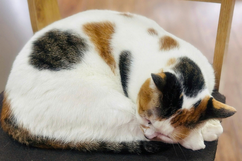 Người dân nuôi chó, mèo cần chú ý tiêm vaccine phòng dại đầy đủ và tiêm nhắc lại hằng năm theo khuyến cáo của ngành thú y. (Ảnh minh họa. Nguồn: Vietnam+)