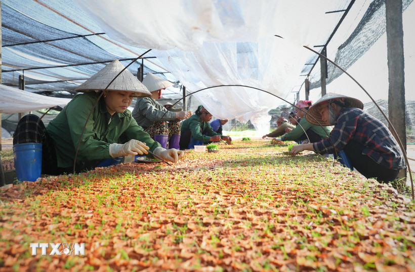 Công nhân ươm cây giống tại vườn ươm của một doanh nghiệp. (Ảnh minh họa: Danh Lam/TTXVN)