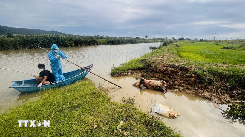 Xã Đông Trạch (Quảng Trị) huy động lực lượng, phương tiện tổ chức thu gom và tiêu hủy xác lợn theo đúng quy trình xử lý môi trường và dịch bệnh. (Ảnh: Nguyên Linh/TTXVN)