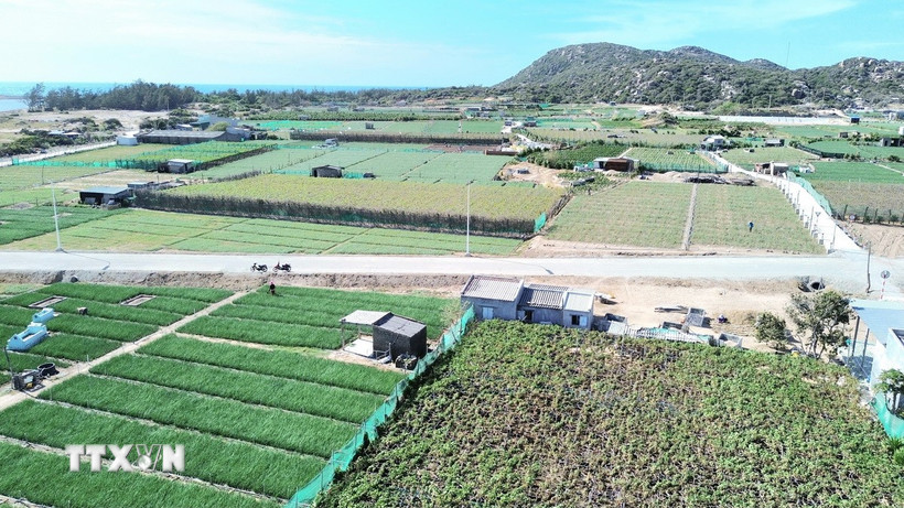 Khu vực đất sản xuất nằm trong vùng quy hoạch xây dựng dự án Nhà máy điện hạt nhân Ninh Thuận 2. (Ảnh: Nguyễn Thành/TTXVN)