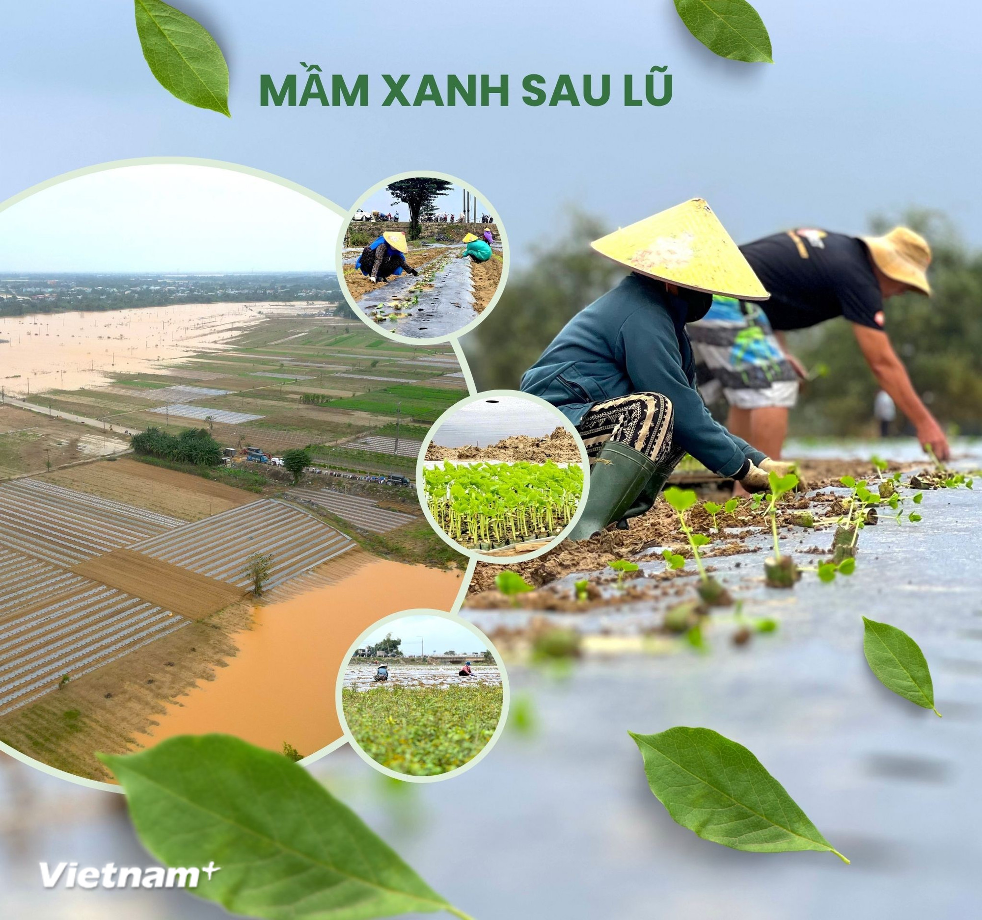 Rau xanh Bàu Tròn hồi sinh vụ Tết sau 3 cơn lũ dữ miền Trung