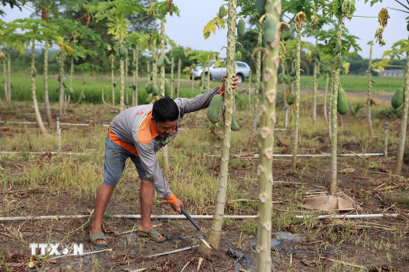 Anh Hồ Quốc Trạng, trú tại ấp Tân Rú, xã Hồ Tràm, phải chặt bỏ vườn đu đủ do bị hư hỏng sau bị ngập vào ngày 12-15/11. (Ảnh: Hoàng Nhị/TTXVN.)