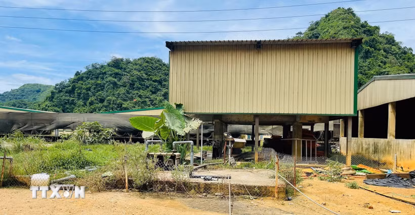 Thanh Hóa làm rõ vụ tai nạn khiến 5 người tử vong tại trang trại chăn nuôi Hiện trường vụ tai nạn lao động khiến 5 người tử vong và 2 người bị thương tại trang trại Công ty TNHH DABACO Thanh Hóa. (Ảnh: TTXVN phát)