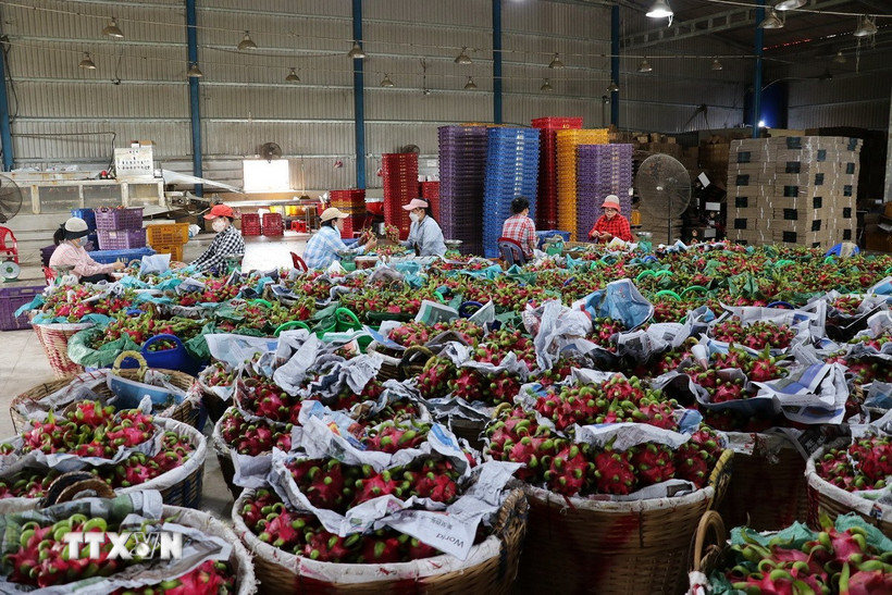 Phân loại thanh long tại một vựa thu mua. (Ảnh: Đức Tâm/TTXVN)