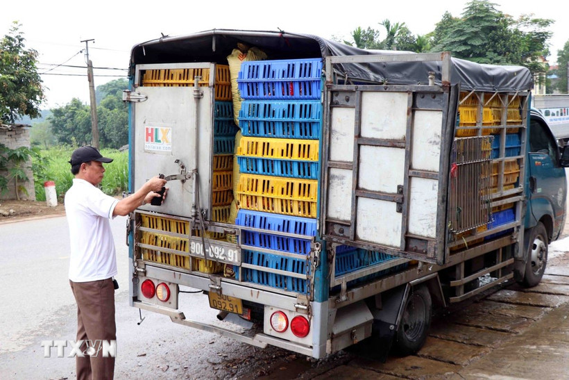 Xe tải chở gà không có giấy chứng nhận kiểm dịch động vật theo quy định. (Ảnh minh họa. Quân Trang/TTXVN)