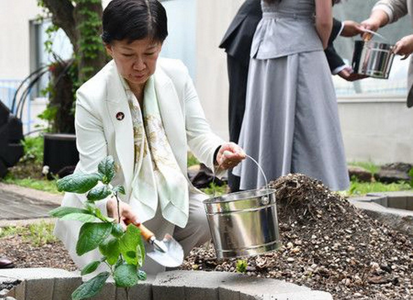Cây hồng non được trồng tại khuôn viên trụ sở Liên hợp quốc. (Ảnh: nippon)