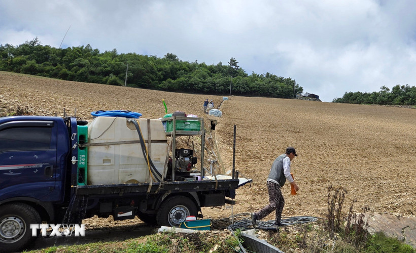 Xe tải cấp nước tưới cho cánh đồng bắp cải tại Gangneung, Hàn Quốc ngày 11/7/2025. (Ảnh: YONHAP/TTXVN)
