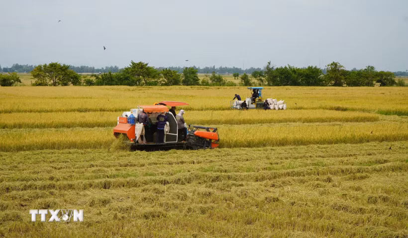 Nông dân tỉnh Đồng Tháp sử dụng cơ giới hóa trong thu hoạch lúa. (Ảnh: Nhựt An/TTXVN)